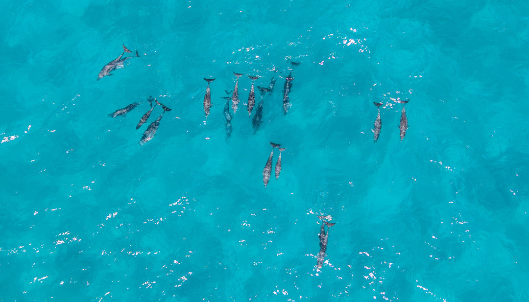 Aerial drone photo of pod of dolphins at North Gorge Stradbroke Island
