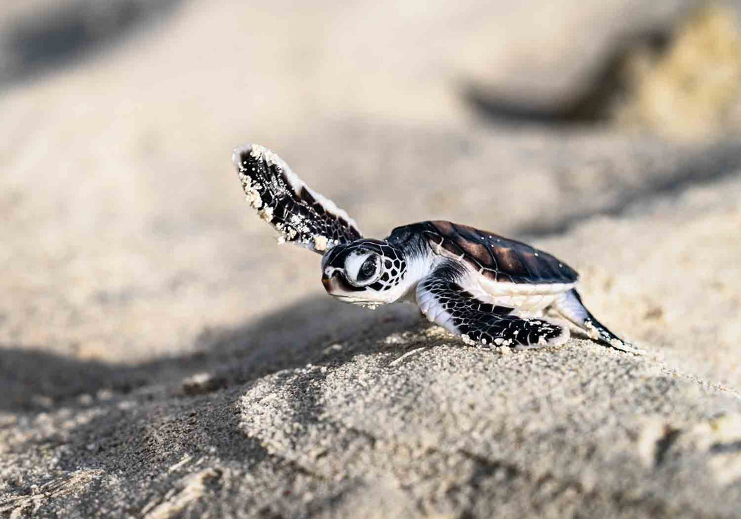 Turtle hatchling runs from nest in dunes across beach to the ocean
