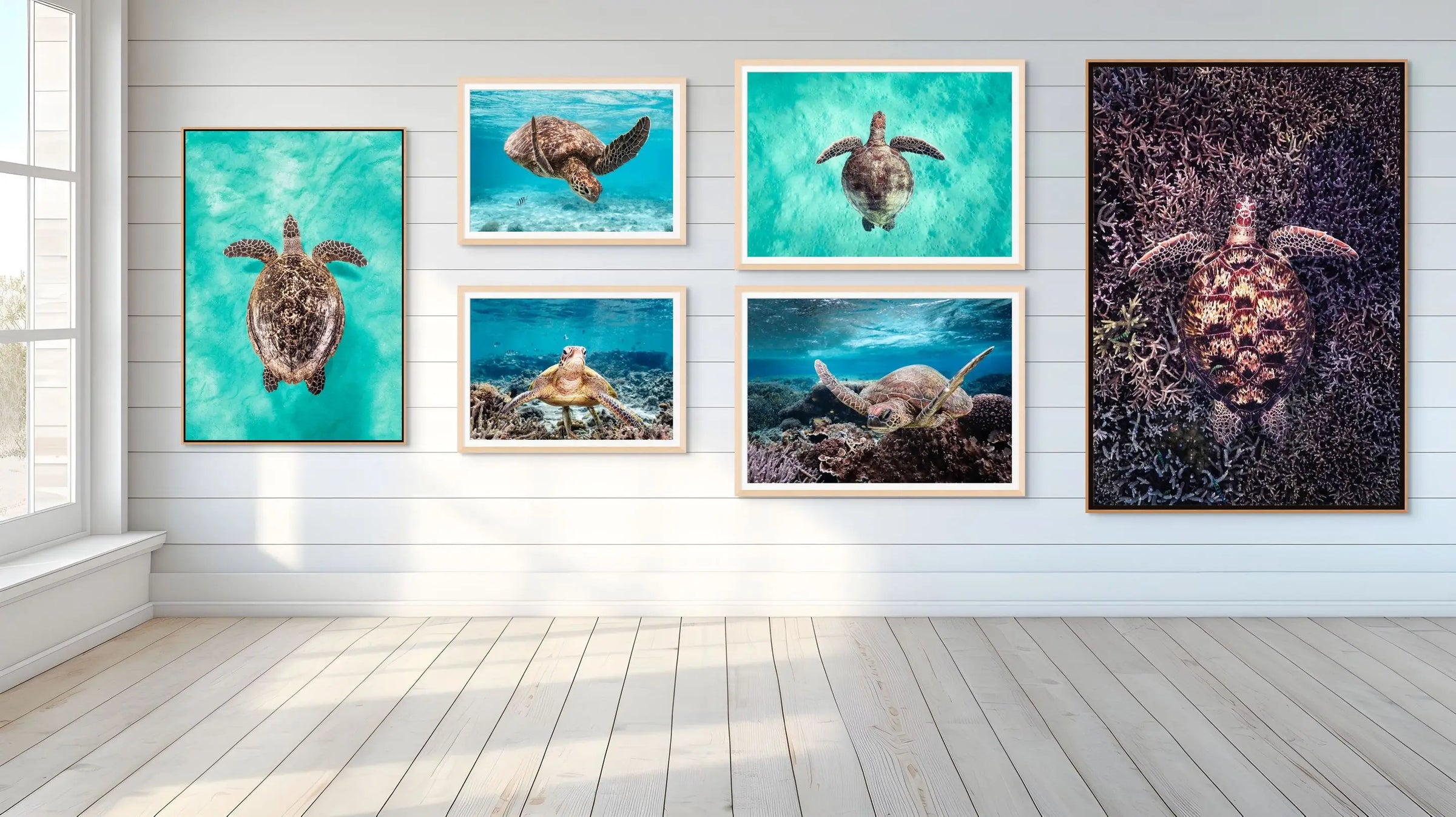 Turtles fine art photography by David Lloyd