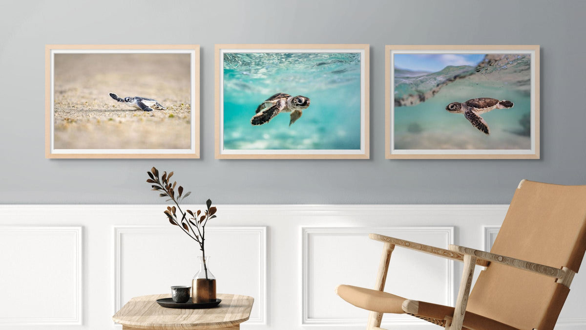 Turtle Hatchling Photography Prints