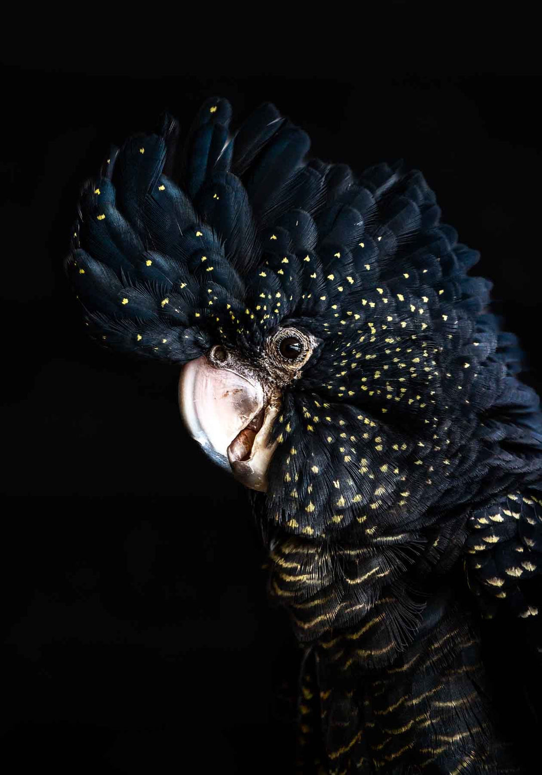red tail cockatoo Priscilla queen of the desert