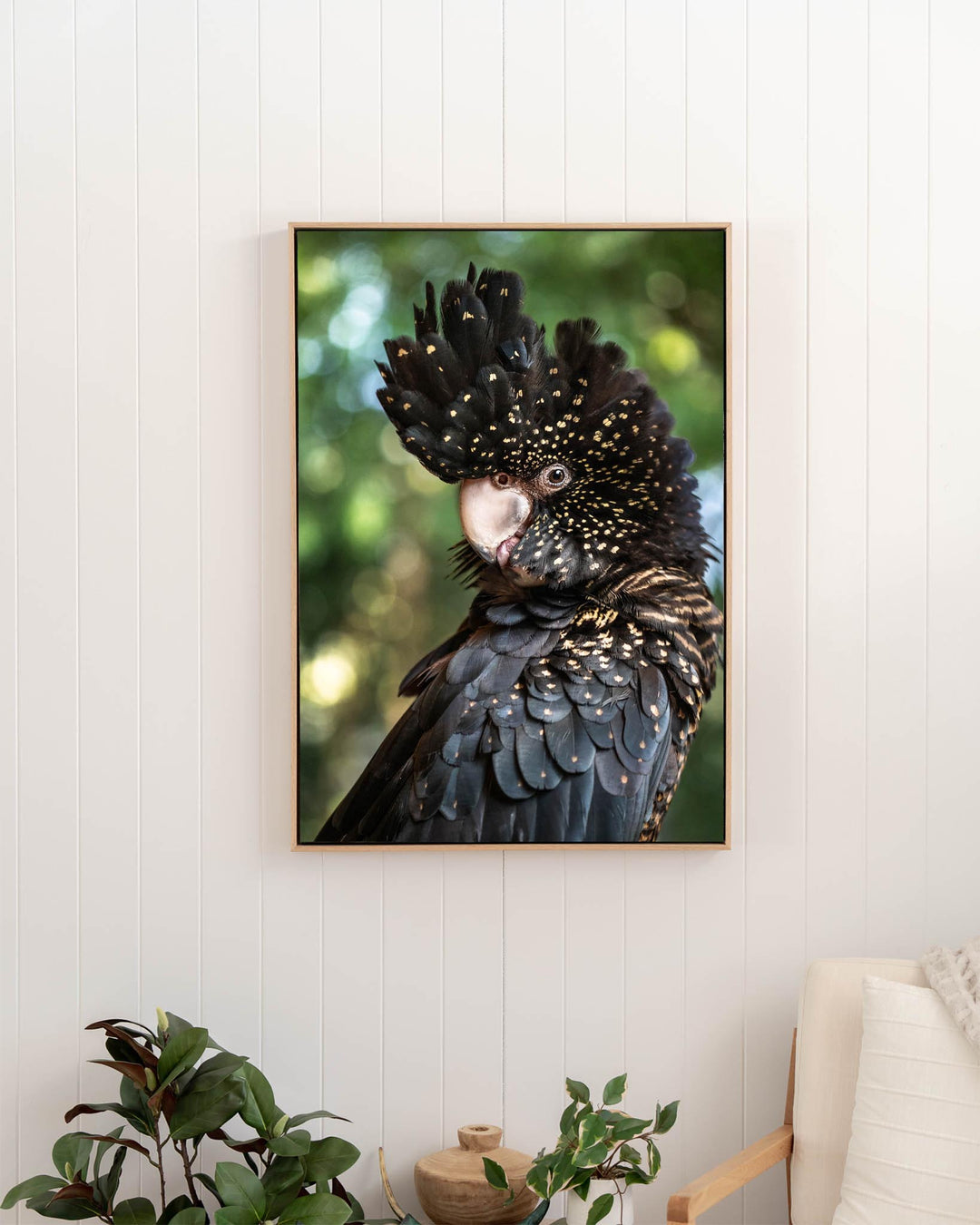 Yindi | Red-Tailed Black Cockatoo print on a white wall above a green plant and cream-colored chair.