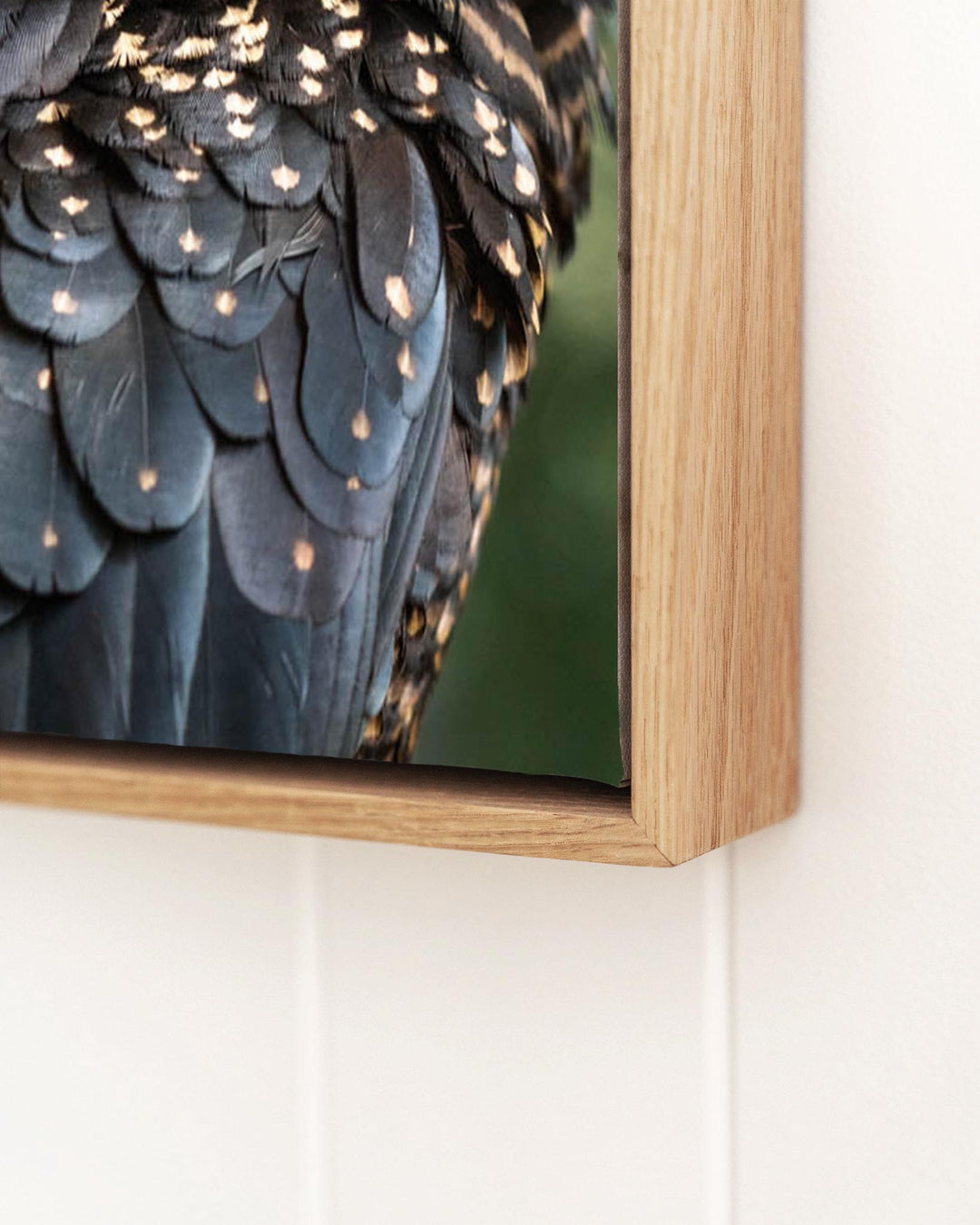 Framed “Yindi” shows a Red-Tailed Black Cockatoo on a branch, photography by David Lloyd.