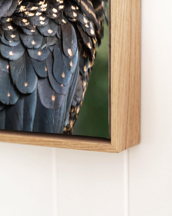 Framed “Yindi” shows a Red-Tailed Black Cockatoo on a branch, photography by David Lloyd.