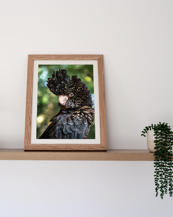 Framed “Yindi | Red-Tailed Black Cockatoo” artwork on a shelf next to a vibrant green plant.