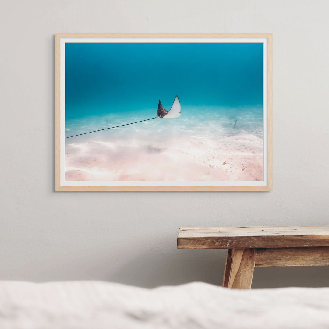 A Fleeting Moment – Eagle ray gliding over blue water and beige sands | Framed Paper Print