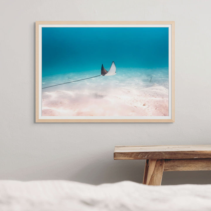 A Fleeting Moment – Eagle ray gliding over blue water and beige sands | Framed Paper Print