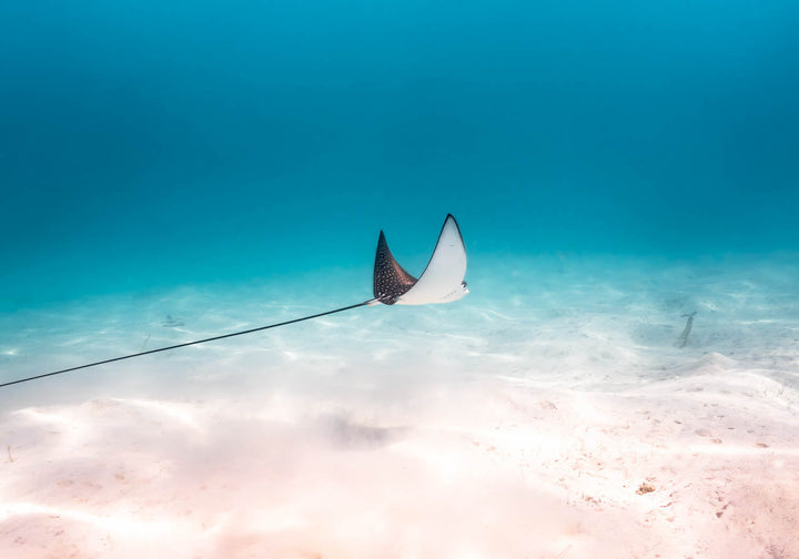 A Fleeting Moment – Eagle ray gliding over blue water and beige sands | Stretched Canvas Print