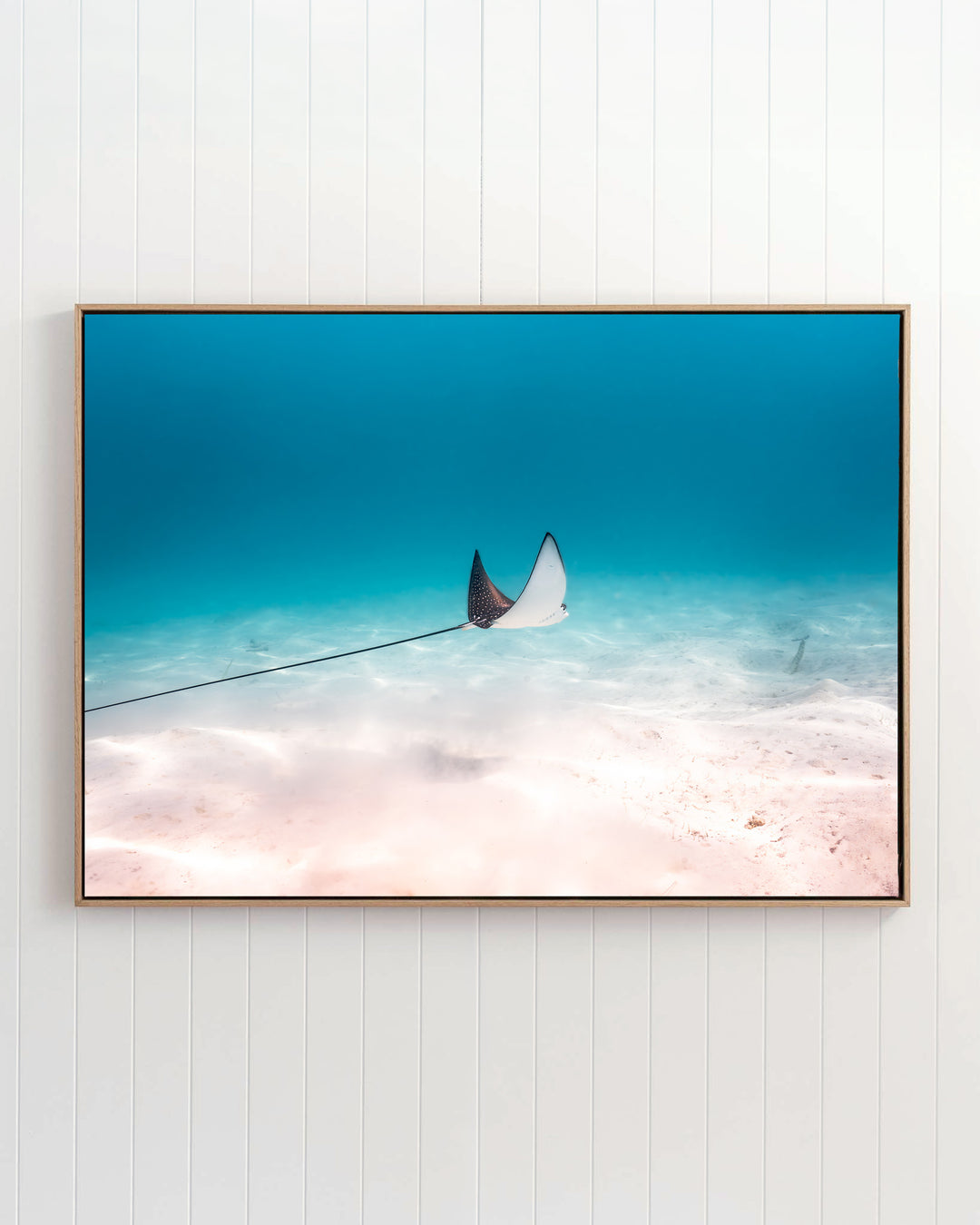 Framed print of A Fleeting Moment - Eagle Ray, featuring an eagle ray swimming over a sandy seafloor in clear blue water.