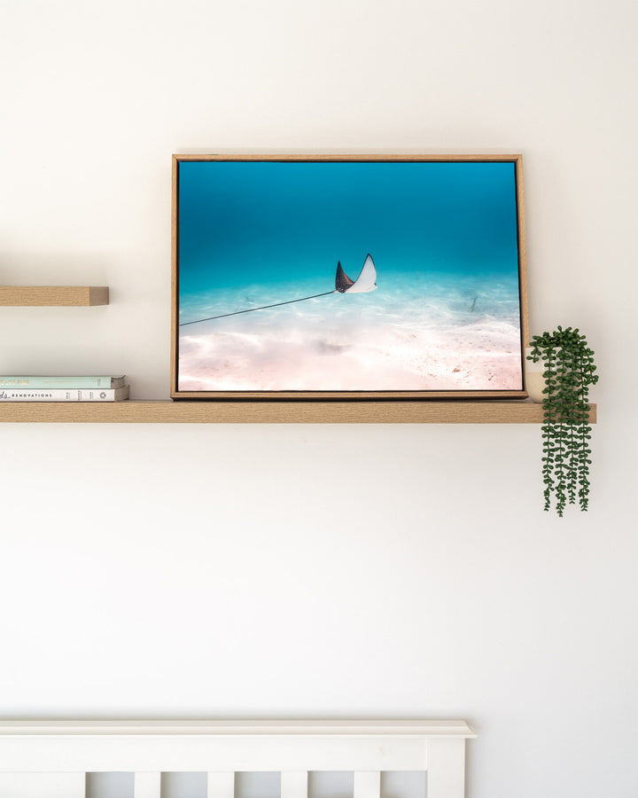 A Fleeting Moment – Eagle Ray, Underwater Photography by David Lloyd, framed canvas print in oak float frame, styled in a timber shelf setting