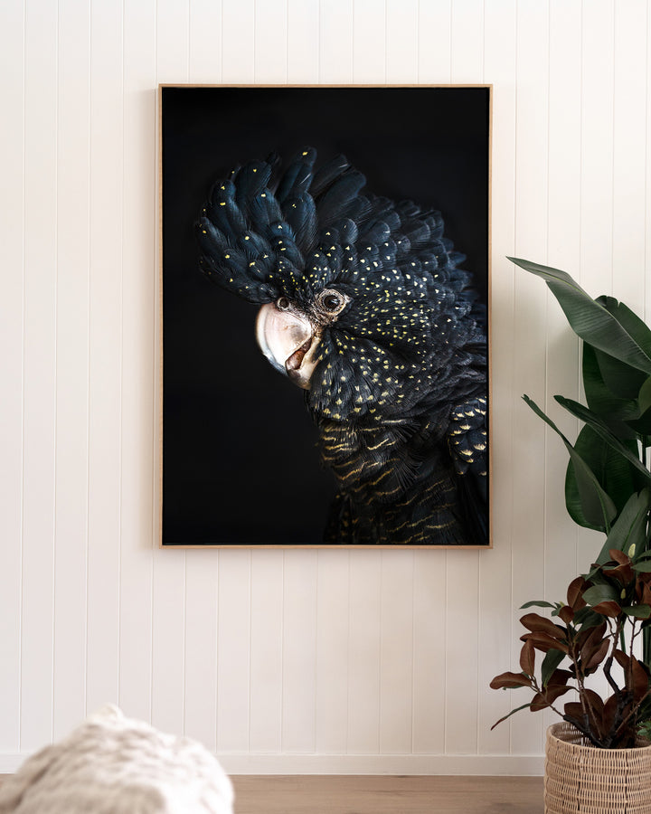 A Little Less Conversation – Black Cockatoo, Bird Photography by David Lloyd, framed canvas print in oak float frame, styled in a living room setting