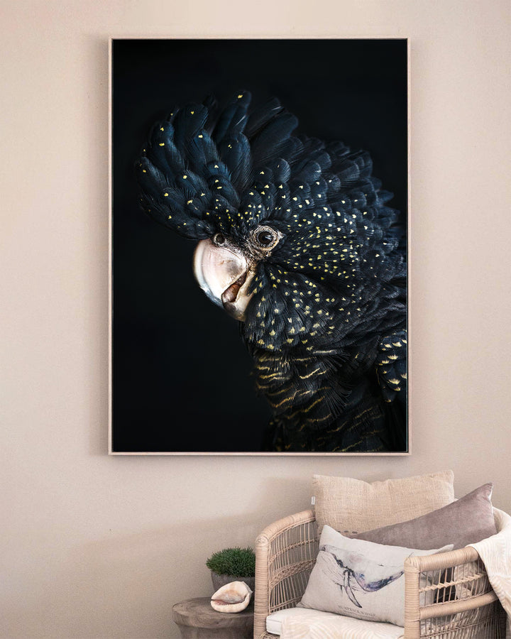 A Little Less Conversation – Black Cockatoo, Bird Photography by David Lloyd, framed canvas print in oak float frame, styled in a sitting room setting