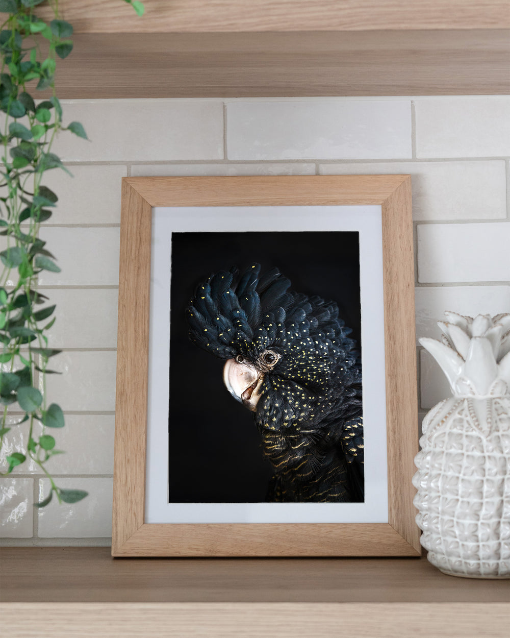 A Little Less Conversation – Black Cockatoo, Bird Photography by David Lloyd, framed paper print in oak frame, styled in a kitchen shelf setting