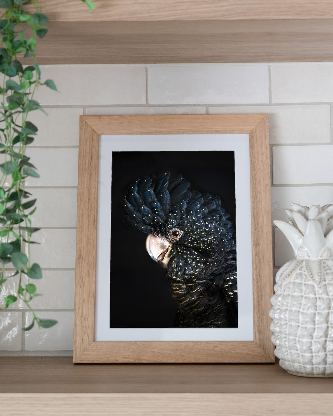 A Little Less Conversation – Black Cockatoo, Bird Photography by David Lloyd, framed paper print in oak frame, styled in a kitchen shelf setting