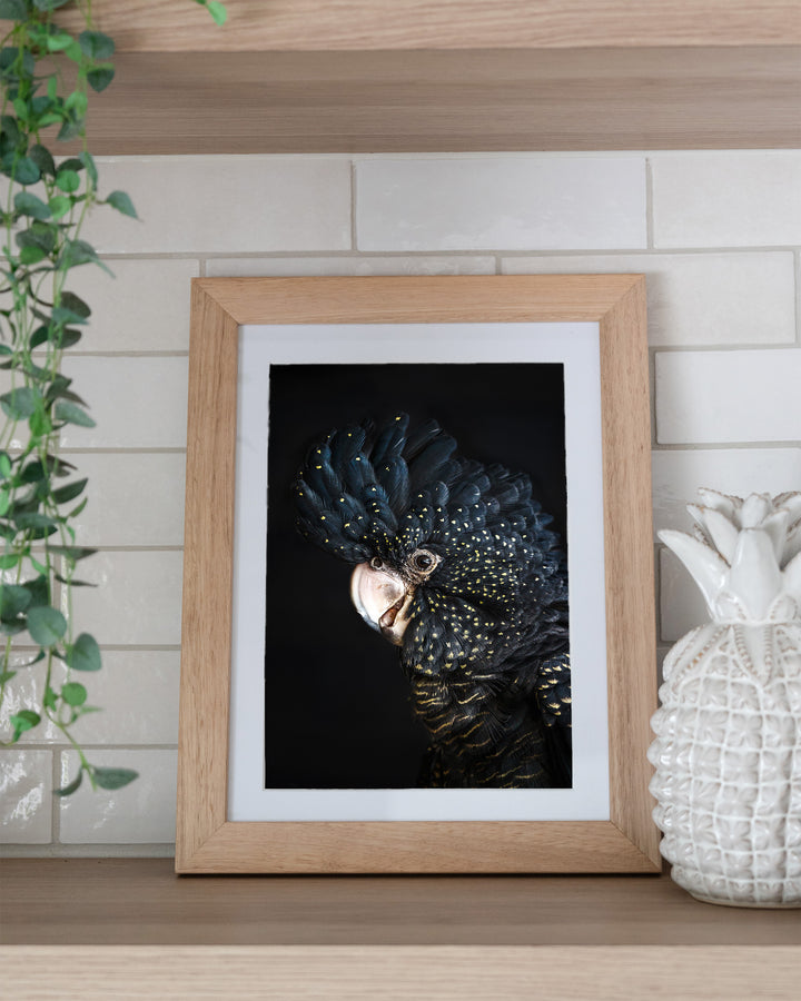 A Little Less Conversation – Black Cockatoo, Bird Photography by David Lloyd, framed paper print in oak frame, styled in a kitchen shelf setting