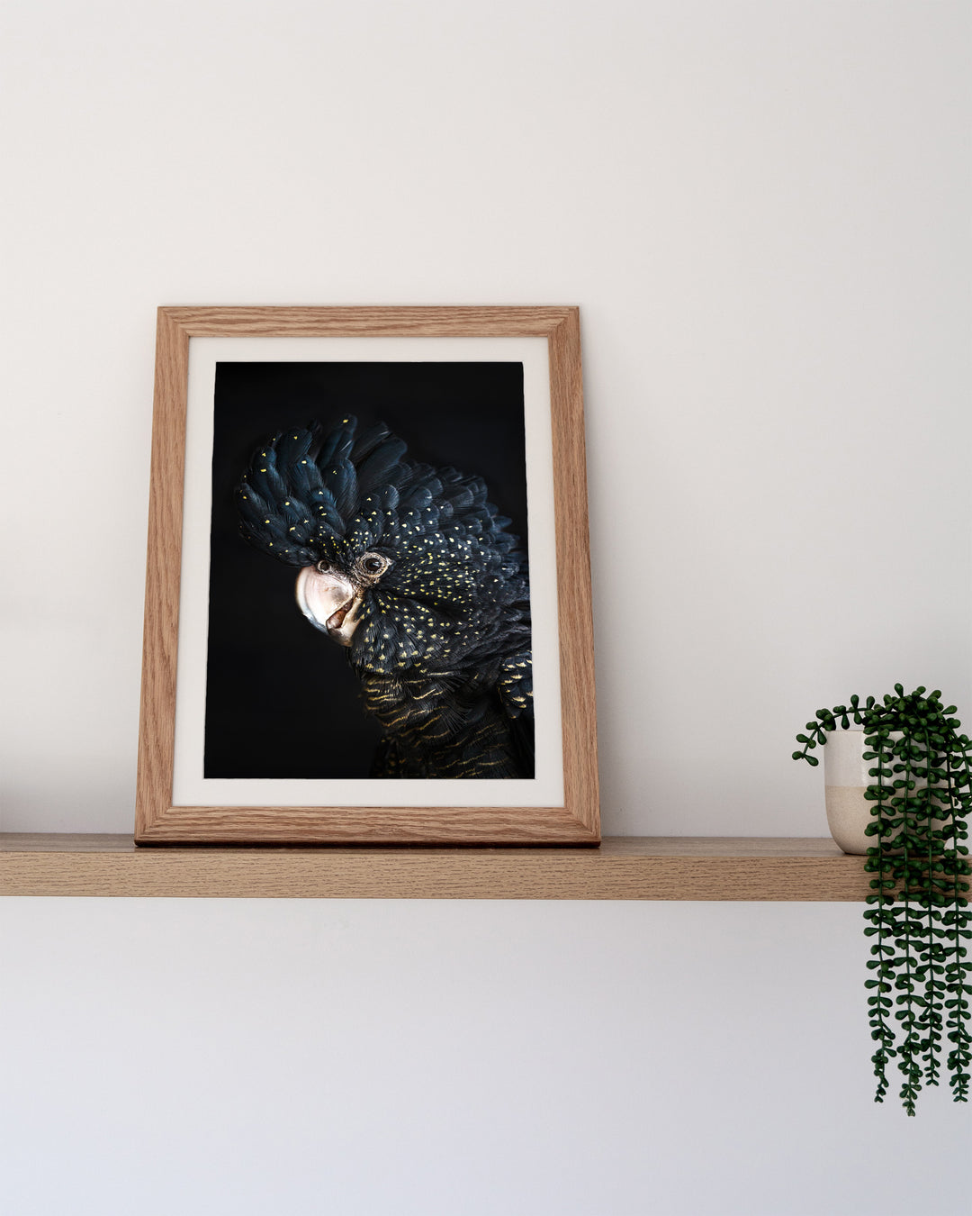 A Little Less Conversation – Black Cockatoo, Bird Photography by David Lloyd, framed paper print in oak frame, styled in a timber shelf setting