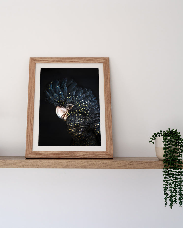 A Little Less Conversation – Black Cockatoo, Bird Photography by David Lloyd, framed paper print in oak frame, styled in a timber shelf setting