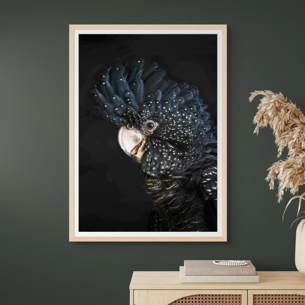 A Little Less Conversation – Close-up portrait of Priscilla, the red-tailed black cockatoo, with black feathers and golden yellow markings | Framed Paper Print