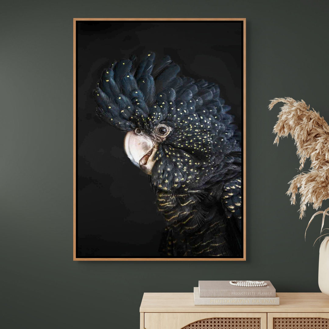 A Little Less Conversation – Close-up portrait of Priscilla, the red-tailed black cockatoo, with black feathers and golden yellow markings | Shadow Box Canvas Print