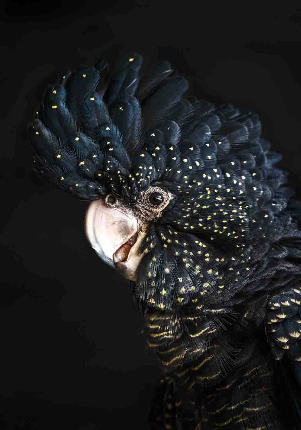 A Little Less Conversation – Close-up portrait of Priscilla, the red-tailed black cockatoo, with black feathers and golden yellow markings | Unframed Rolled Print