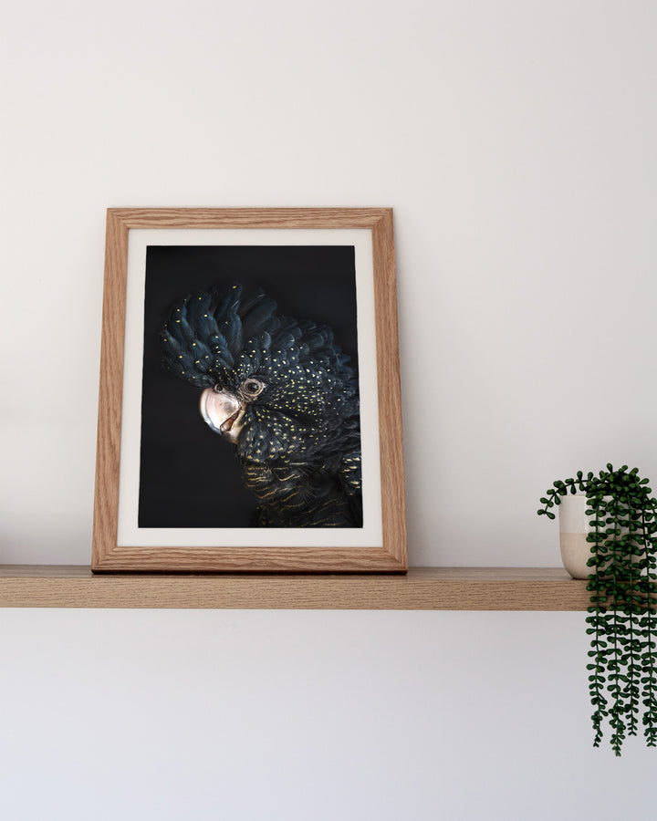 “A Little Less Conversation” black cockatoo photo, framed on a shelf beside a green potted plant.