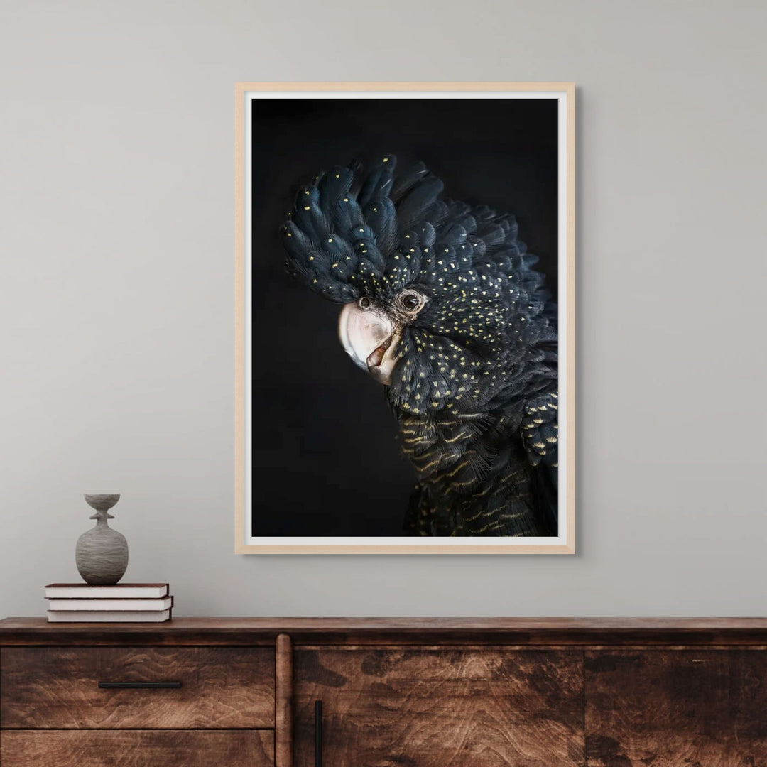 A Little Less Conversation – Red-tailed black cockatoo fine art print by Stephanie Elizabeth featuring rich black feathers and soft neutral tones | Framed Paper Print