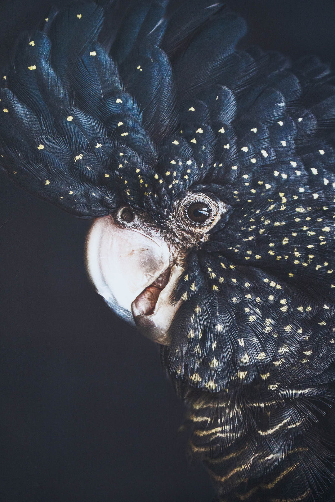 A Little Less Conversation by David Lloyd: black cockatoo portrait with striking dark tones and bold details.
