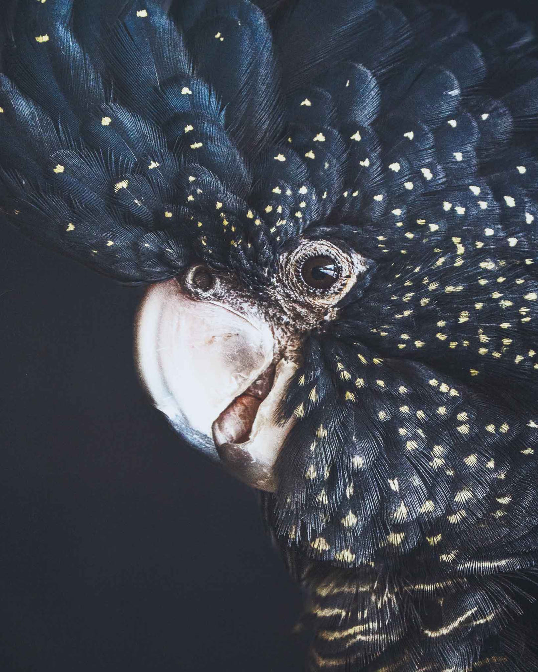 A Little Less Conversation by David Lloyd: close-up of a black cockatoo with a bright beak and yellow-speckled feathers.
