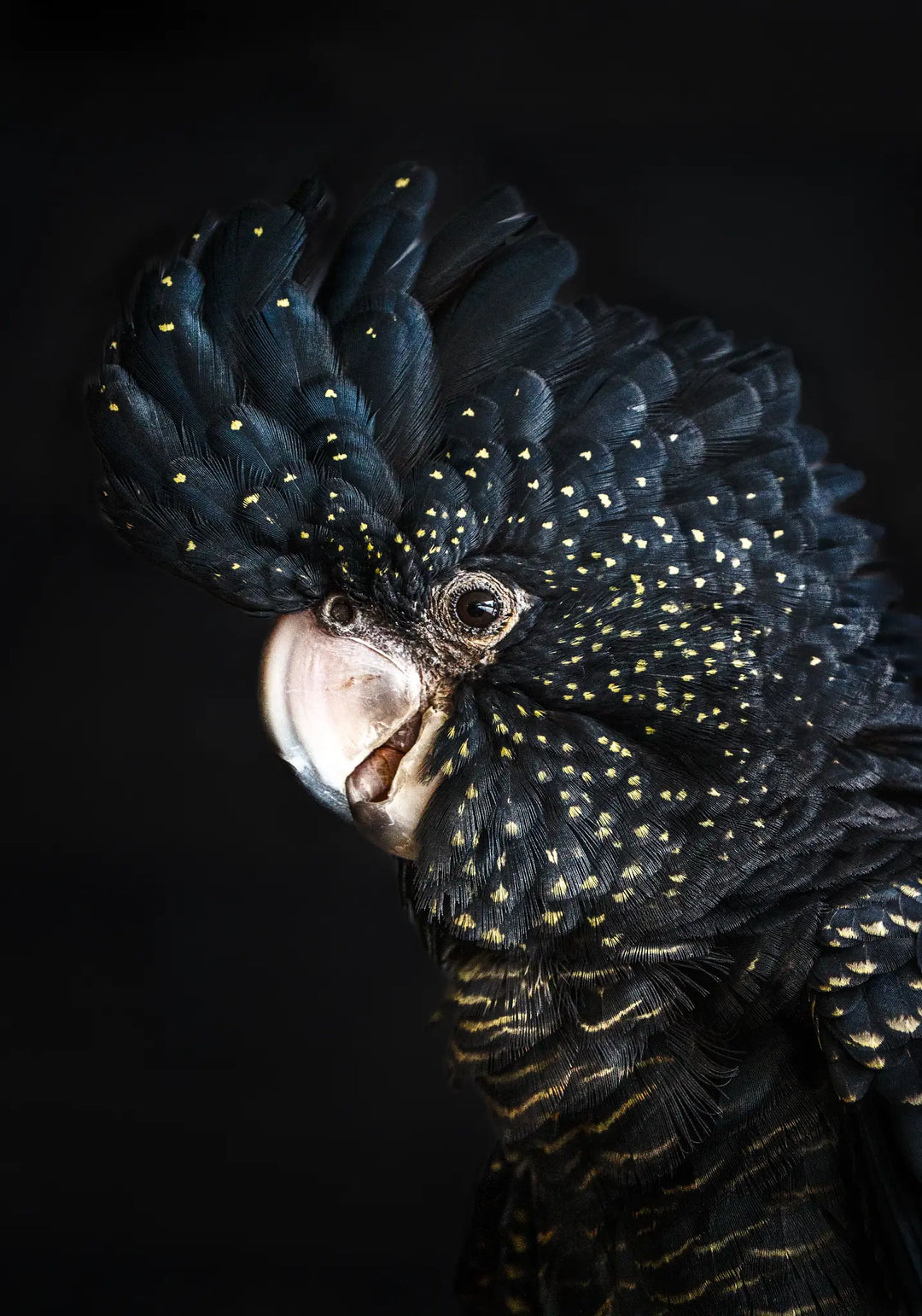 A Little Less Conversation – Red-tailed black cockatoo fine art print by Stephanie Elizabeth featuring rich black feathers and soft neutral tones | Unframed Rolled Print
