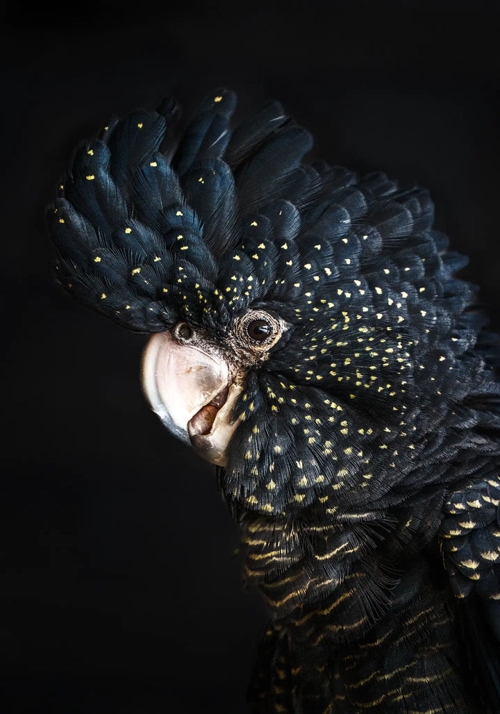 A Little Less Conversation – Red-tailed black cockatoo fine art print by Stephanie Elizabeth featuring rich black feathers and soft neutral tones | Unframed Rolled Print