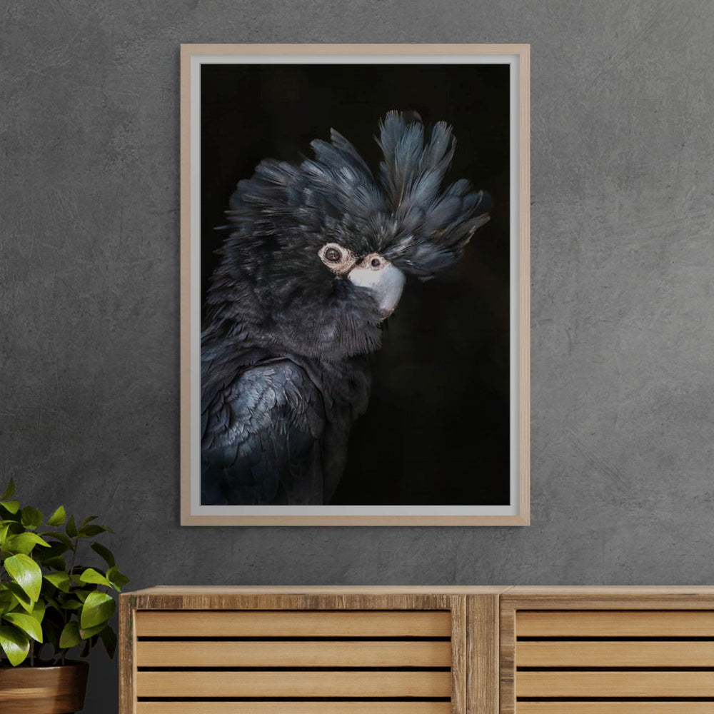 A Little More Action – Portrait of Max, the red-tailed black cockatoo, with black feathers and striking red tail | Framed Paper Print