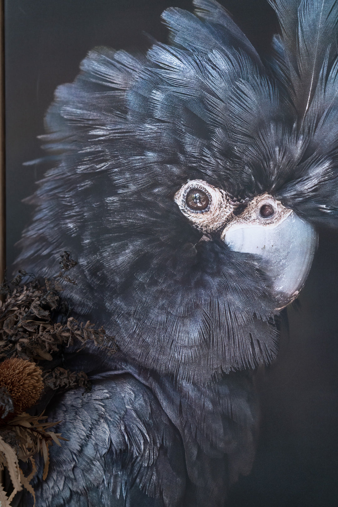 A Little More Action by David Lloyd shows a black cockatoo with fluffy feathers near dried wildflowers.