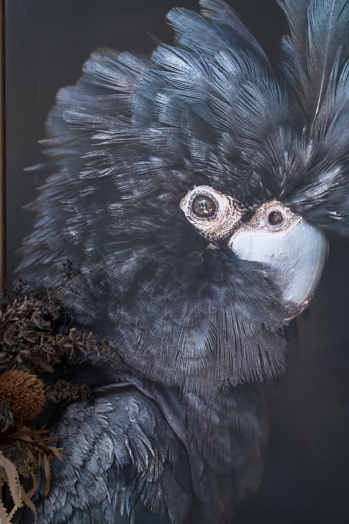 A Little More Action by David Lloyd shows a black cockatoo with fluffy feathers near dried wildflowers.