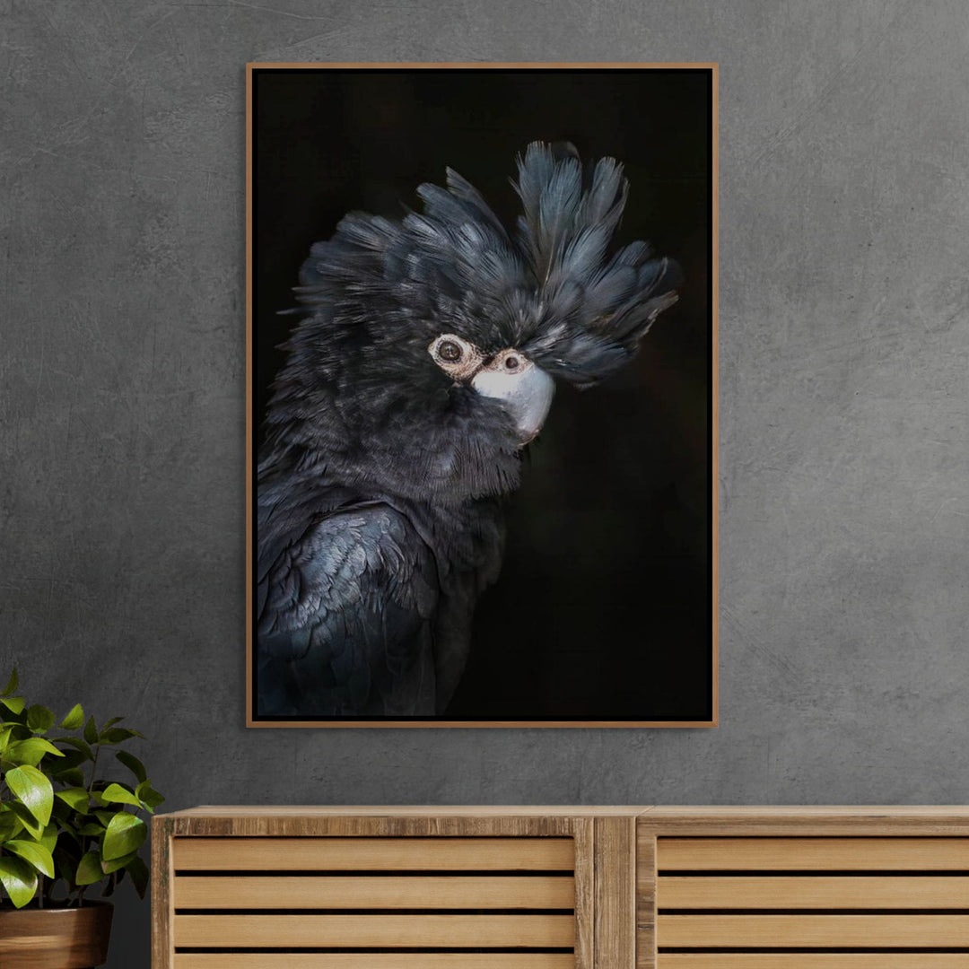 A Little More Action – Portrait of Max, the red-tailed black cockatoo, with black feathers and striking red tail | Shadow Box Canvas Print
