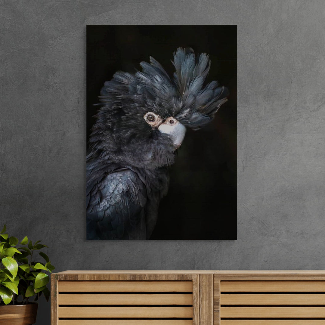 A Little More Action – Portrait of Max, the red-tailed black cockatoo, with black feathers and striking red tail | Stretched Canvas Print