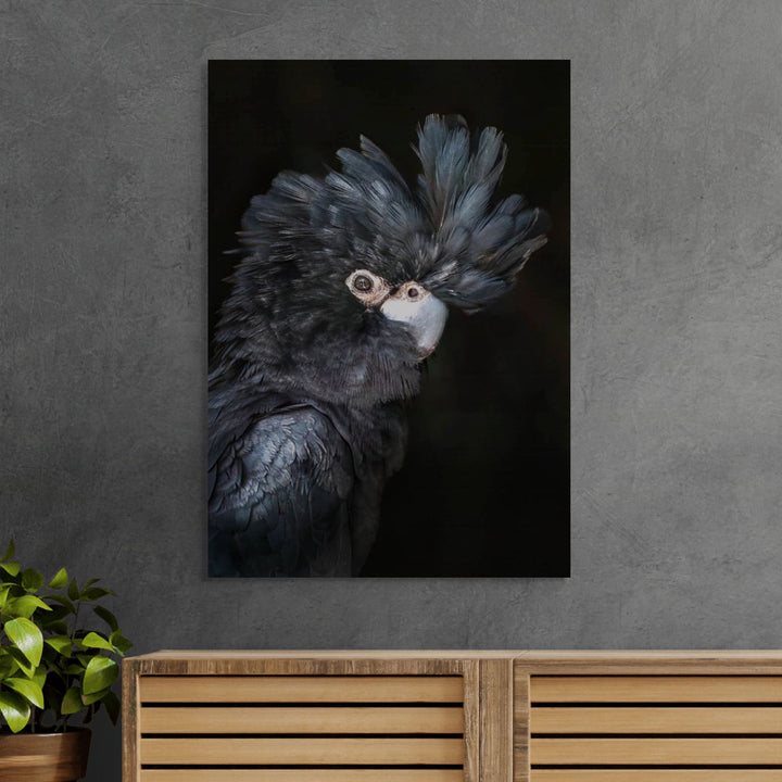 A Little More Action – Portrait of Max, the red-tailed black cockatoo, with black feathers and striking red tail | Stretched Canvas Print