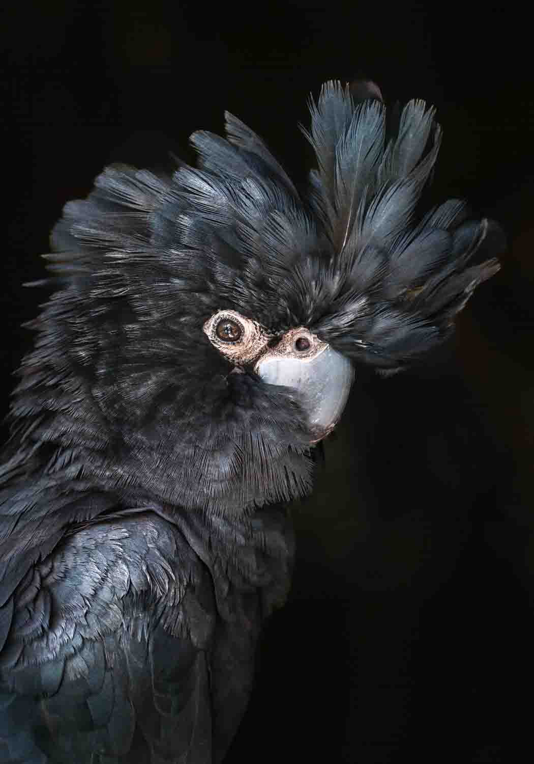 A Little More Action – Portrait of Max, the red-tailed black cockatoo, with black feathers and striking red tail | Unframed Rolled Print