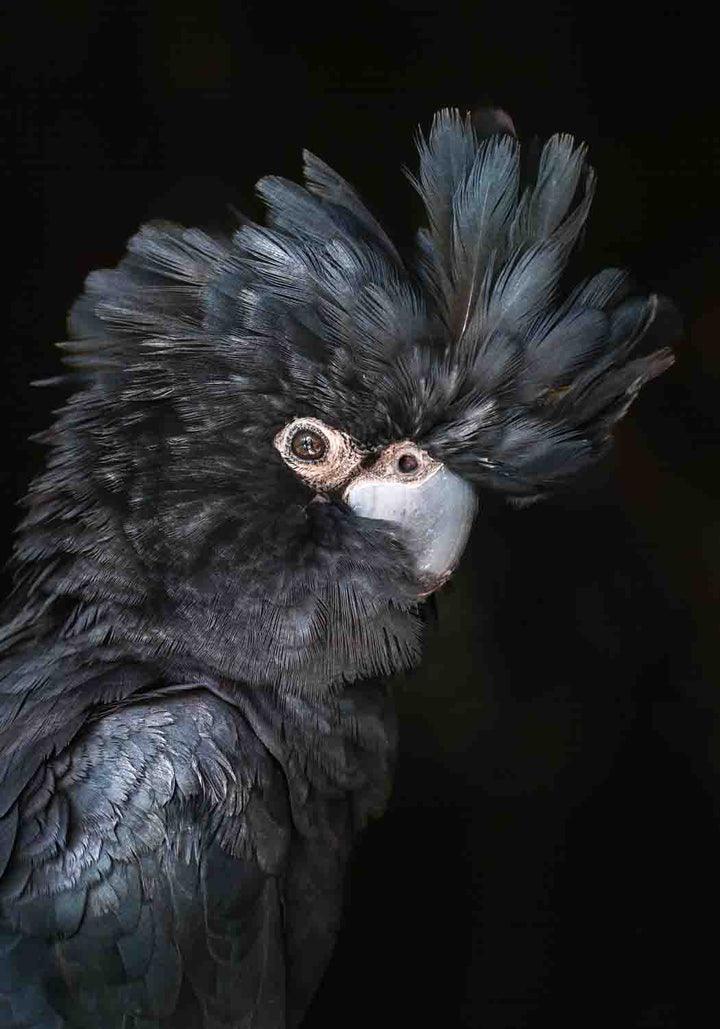 A Little More Action – Portrait of Max, the red-tailed black cockatoo, with black feathers and striking red tail | Unframed Rolled Print
