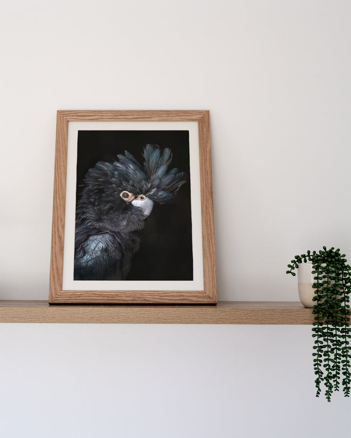 “A Little More Action” Black Cockatoo print by David Lloyd, framed and displayed on a shelf.