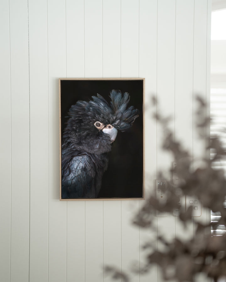A Little More Action by David Lloyd: Black Cockatoo photo with blurred tropical leaves in background, framed.
