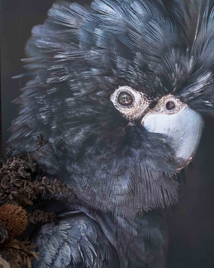 Black cockatoo with fluffed feathers stands near dried flowers. “A Little More Action” by David Lloyd Photography.