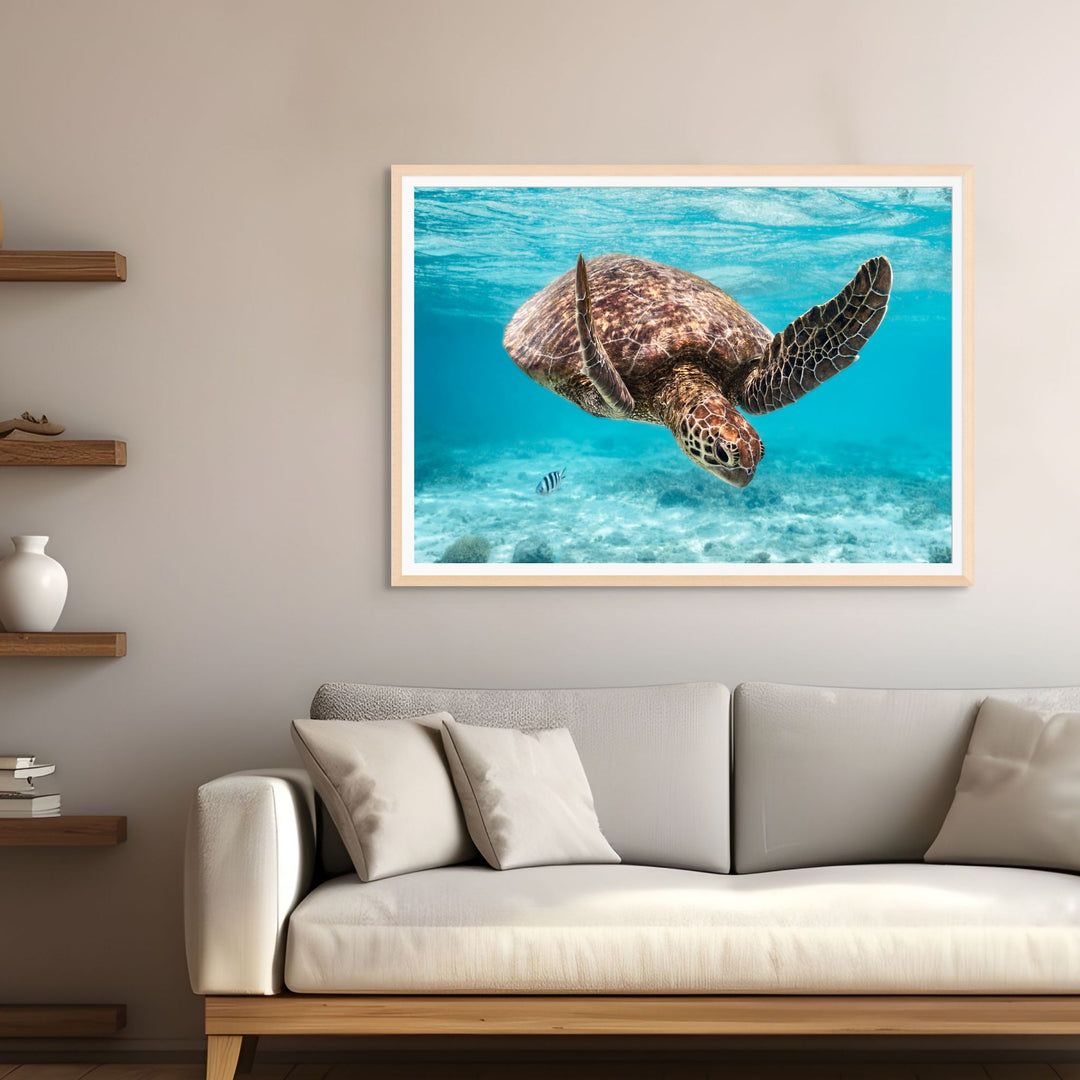 A Moment Below by David Lloyd – adult turtle diving underwater after surfacing, vibrant blue background, fine art marine life photography print