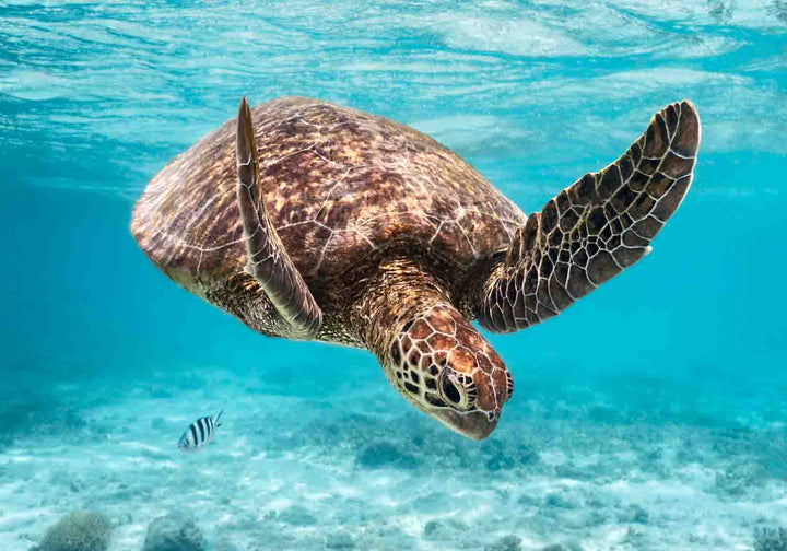 A Moment Below by David Lloyd – adult turtle diving underwater after surfacing, vibrant blue background, fine art marine life photography print