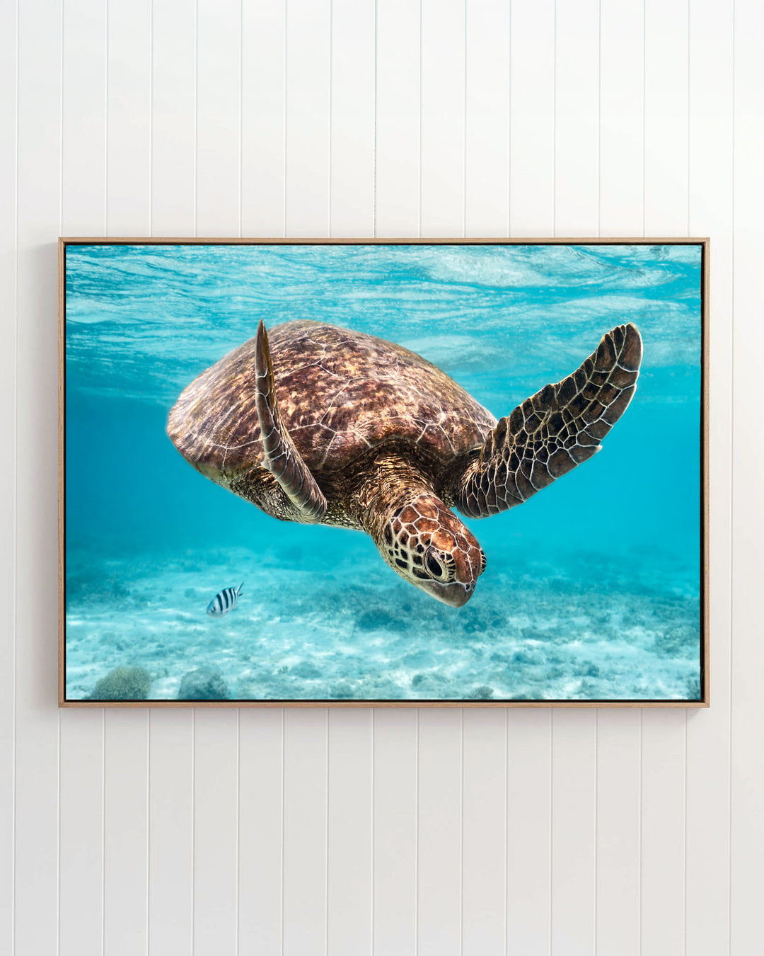 A green sea turtle and a striped reef fish swimming over a sandy seafloor in the artwork A Moment Below.