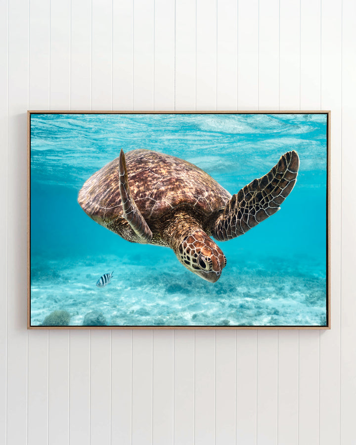 A green sea turtle and a striped reef fish swimming over a sandy seafloor in the artwork A Moment Below.