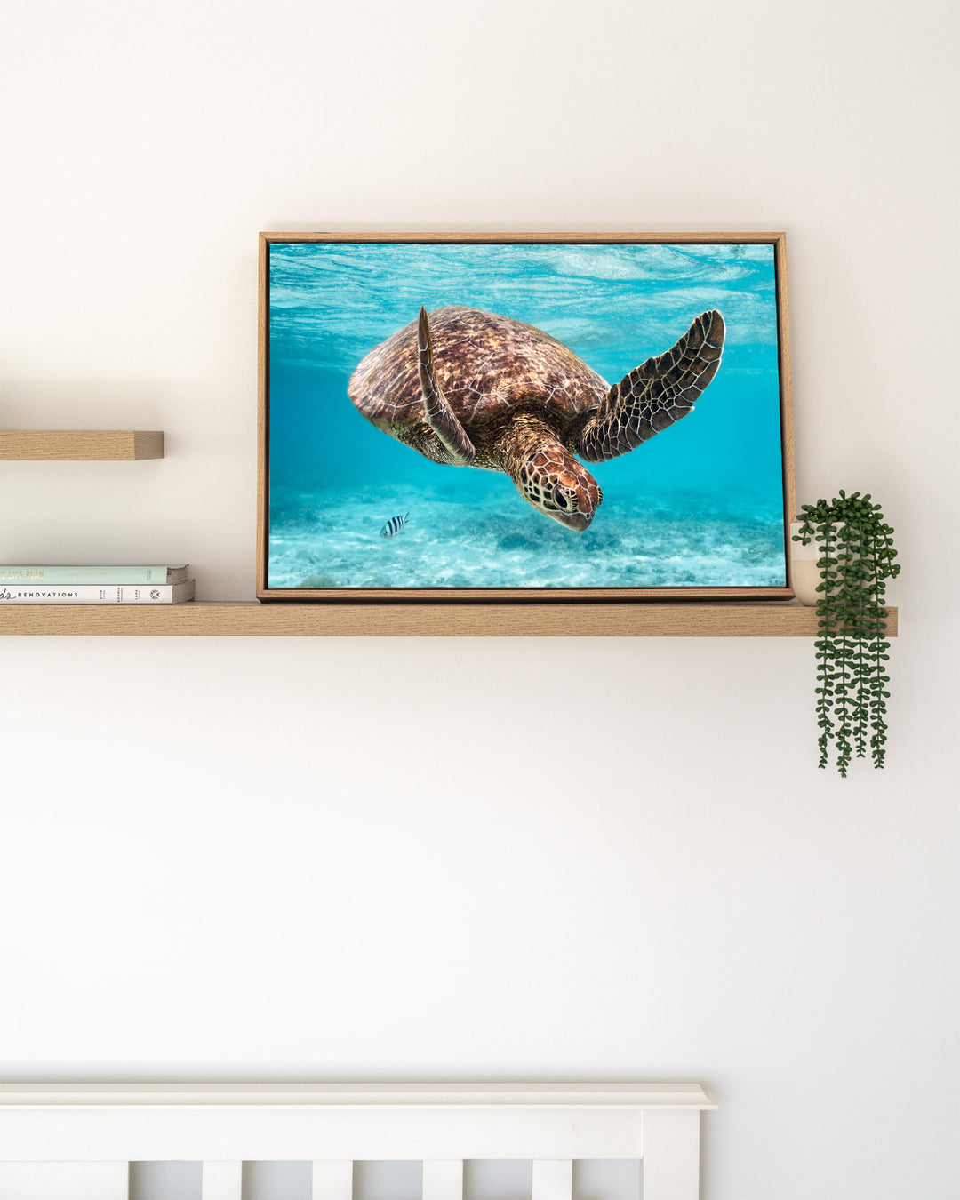 A Moment Below – Green Sea Turtle, Underwater Photography by David Lloyd, framed canvas print in oak float frame, styled in a timber shelf setting