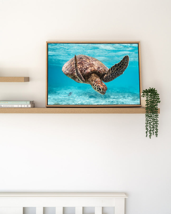 A Moment Below – Green Sea Turtle, Underwater Photography by David Lloyd, framed canvas print in oak float frame, styled in a timber shelf setting