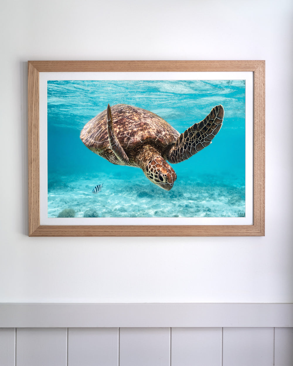 Framed print of A Moment Below - Green Sea Turtle underwater photography hanging on a white wall.