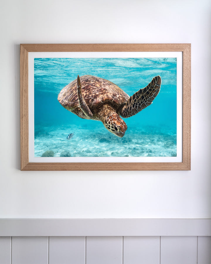 Framed print of A Moment Below - Green Sea Turtle underwater photography hanging on a white wall.