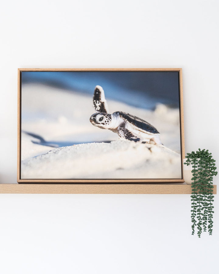Framed A New Hope – Turtle Hatchling coastal photography print displayed on a wooden shelf next to a hanging plant.